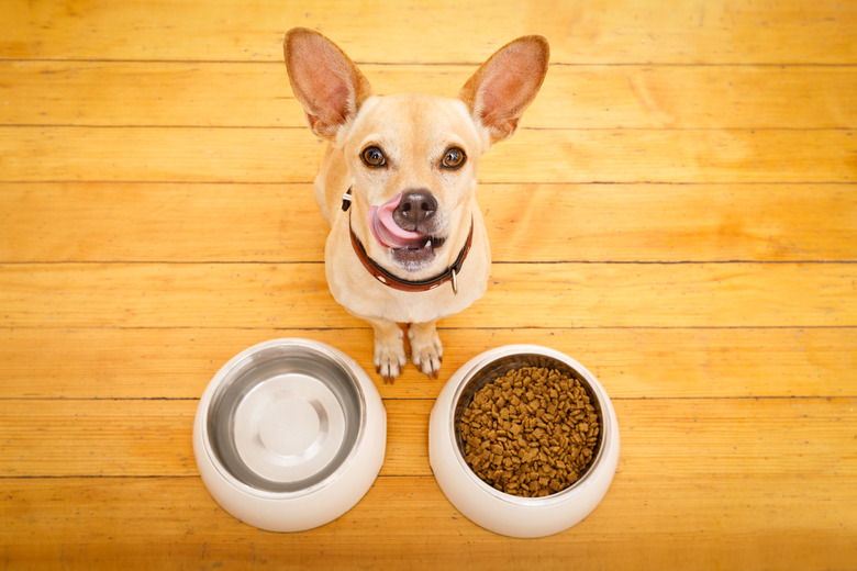 Foods chihuahuas can eat best sale