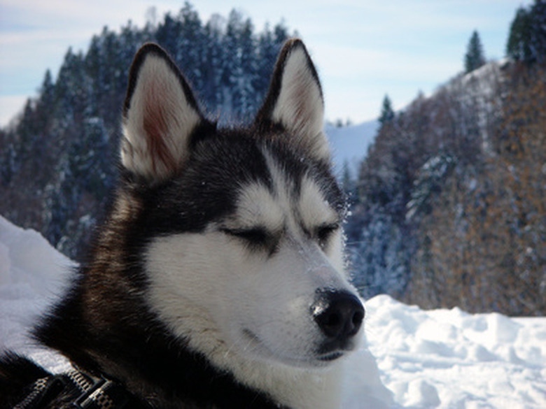 A husky with snow and trees in the background.