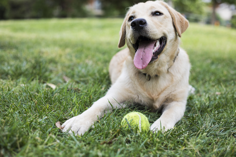 Homemade Fly Repellent For Dogs Cuteness