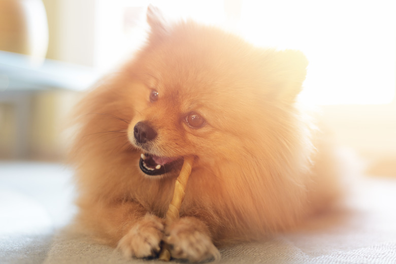 Homemade Food For Pomeranians Cuteness