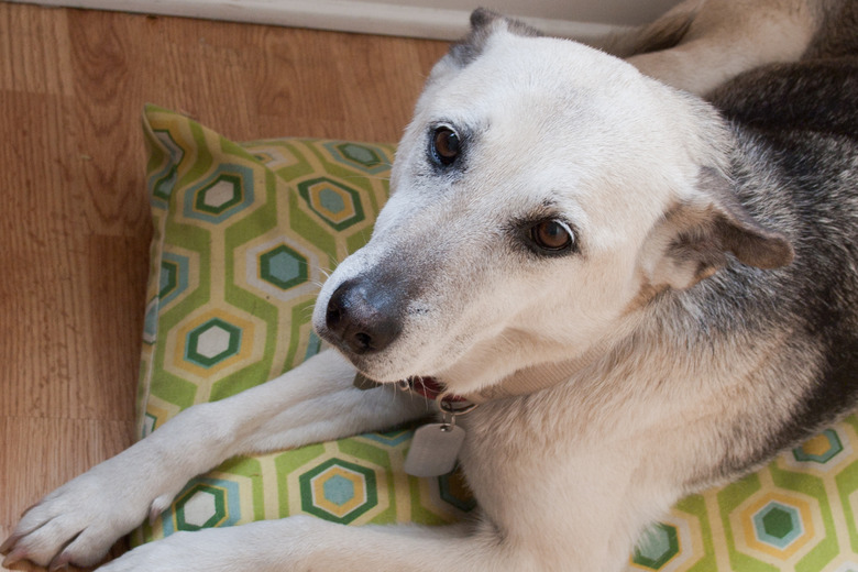 dog on pillow