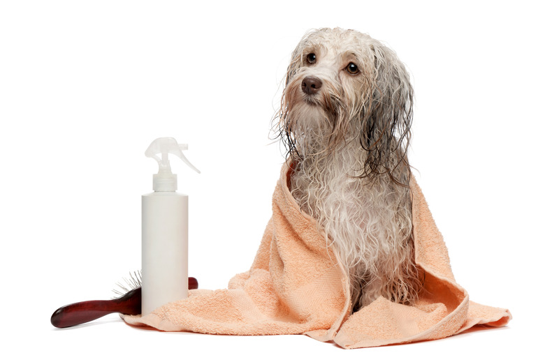 Wet chocolate Havanese dog wrapped in a towel after a bath