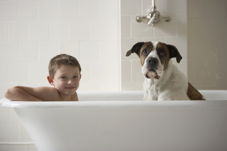 Recipe For Homemade No Rinse Dog Shampoo Cuteness