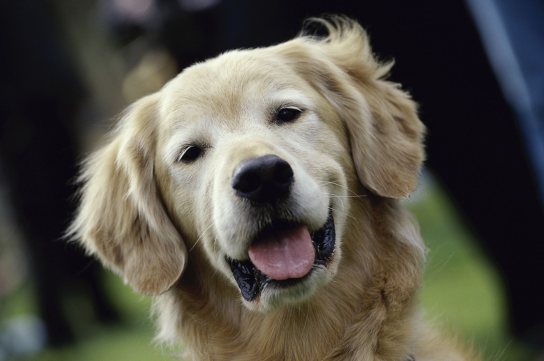 Golden Retriever