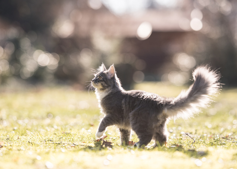 cat in back yard