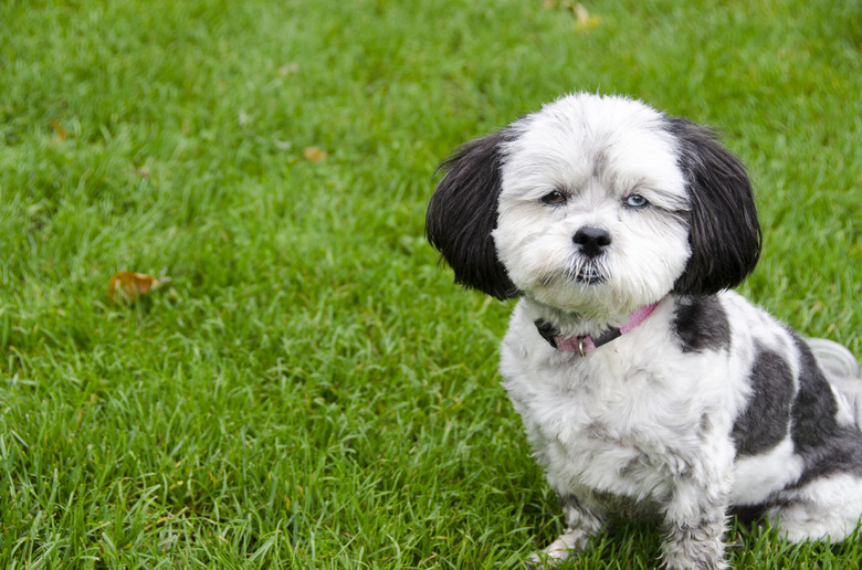 Shih Poo