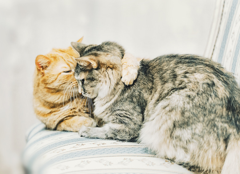 One cat grooming another cat on Chair