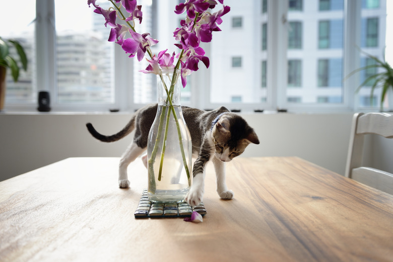 How Do I Keep My Cat Off The Table Cuteness