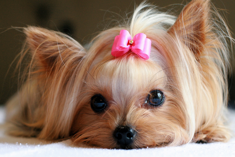 Yorkie with pink hair bow