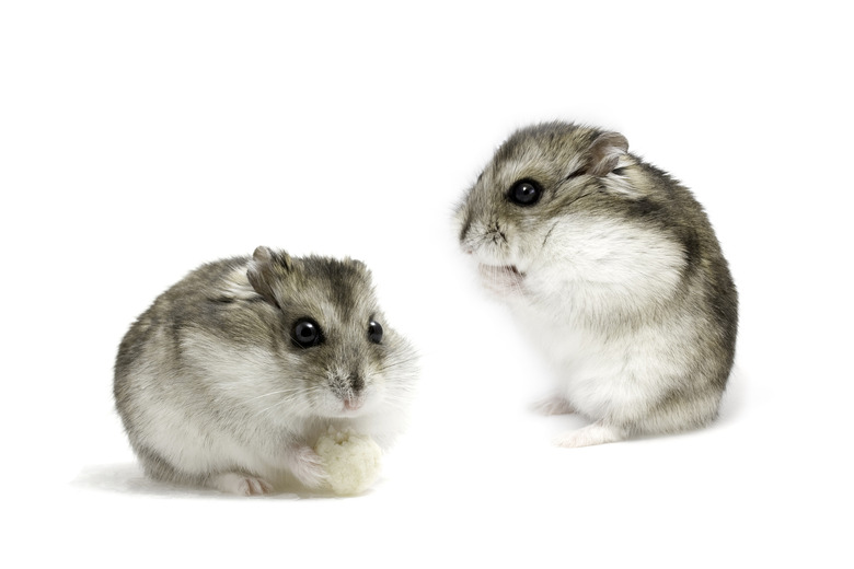 Dwarf hamsters