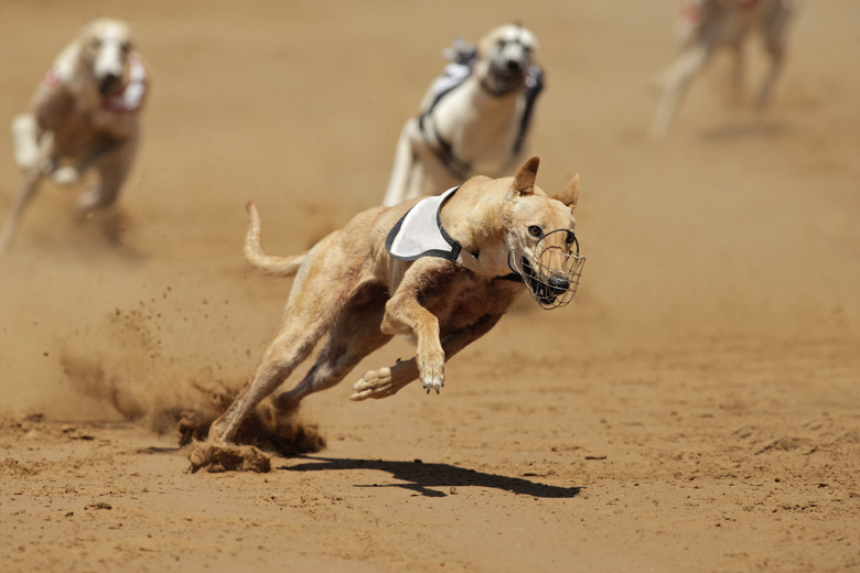 Sprinting greyhound