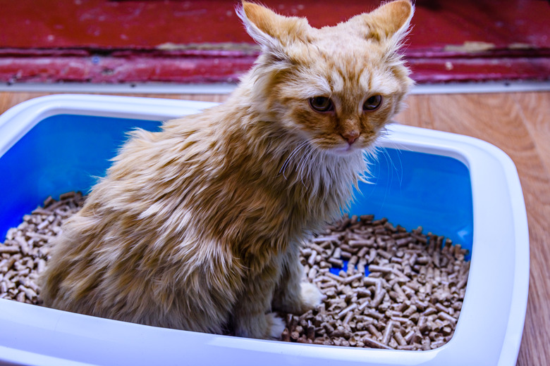 Ginger kitten in a litter box with filler