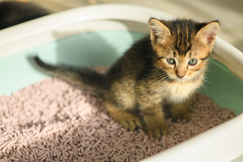 Kitten in the litterbox