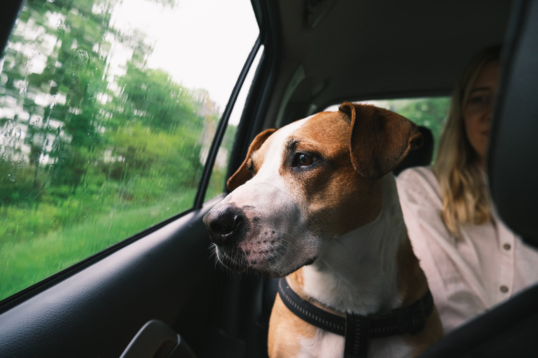 Staffordshire terrier dog rides in the car