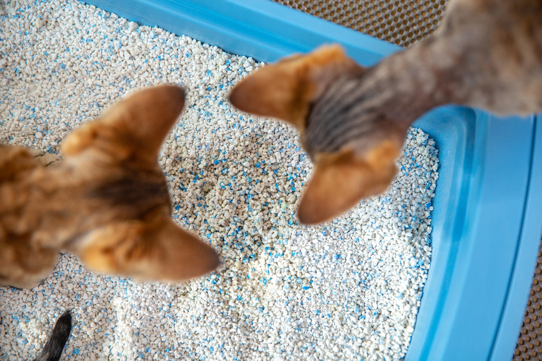 How often should you replace litter box best sale