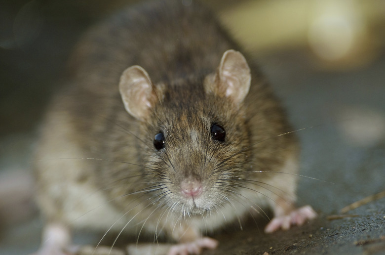 Brown Rat