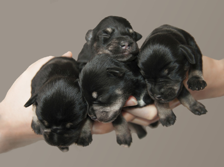 puppies