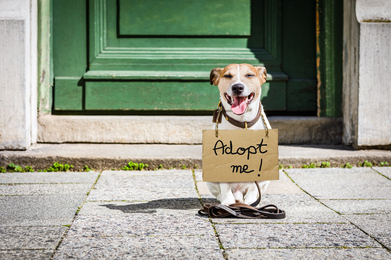 cute dog with sign that says 