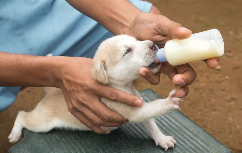 How To Burp Newborn Puppies Cuteness