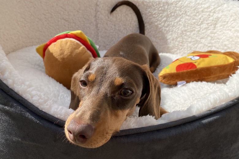 Close up of a brown dog