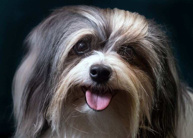 Crufts 2017 - Portraits Of Man's Best Friend