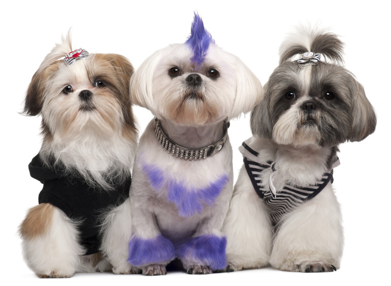 Three Shih Tzus dressed up