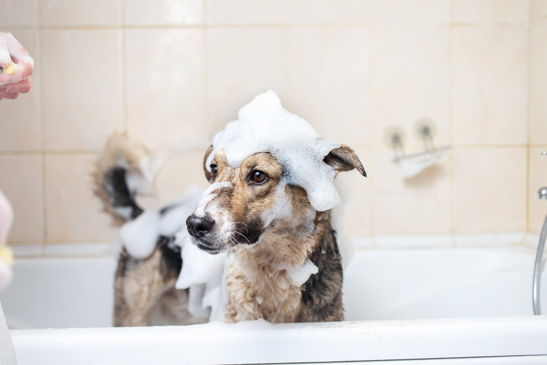 A dog taking a shower with soap and water