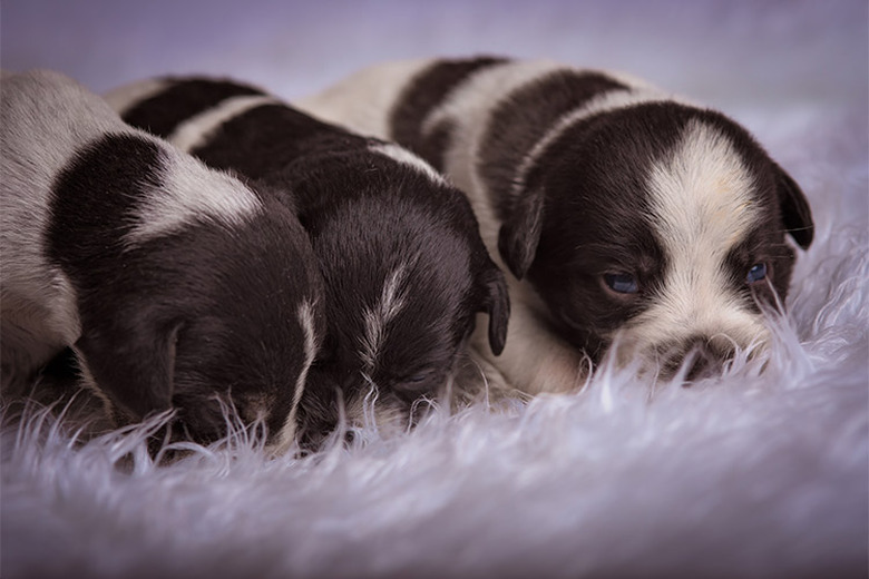 How to care for a 2 week old puppy best sale