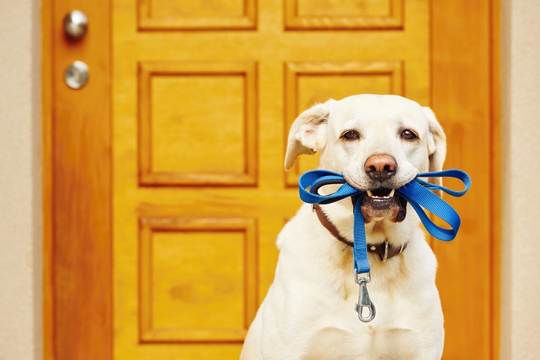 Dog with leash in mouth in front of door