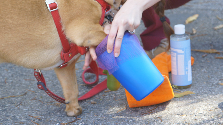 paw washer