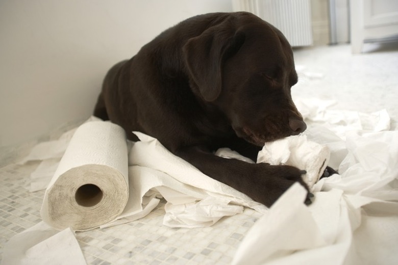 Dogs eating paper towels hotsell