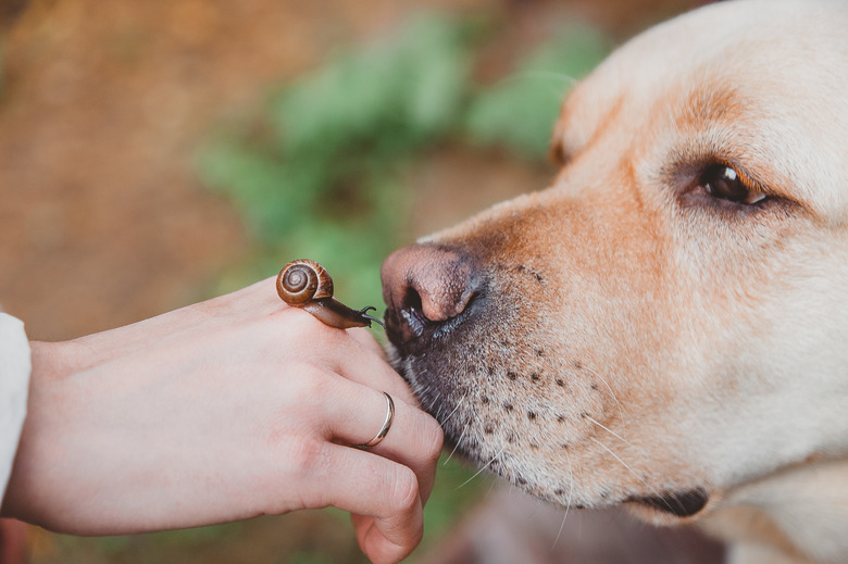 Dog sniffing a snail on someone's hand