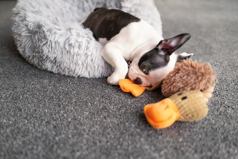 Puppy sleeping over the edge of a fluffy bed on to carpet