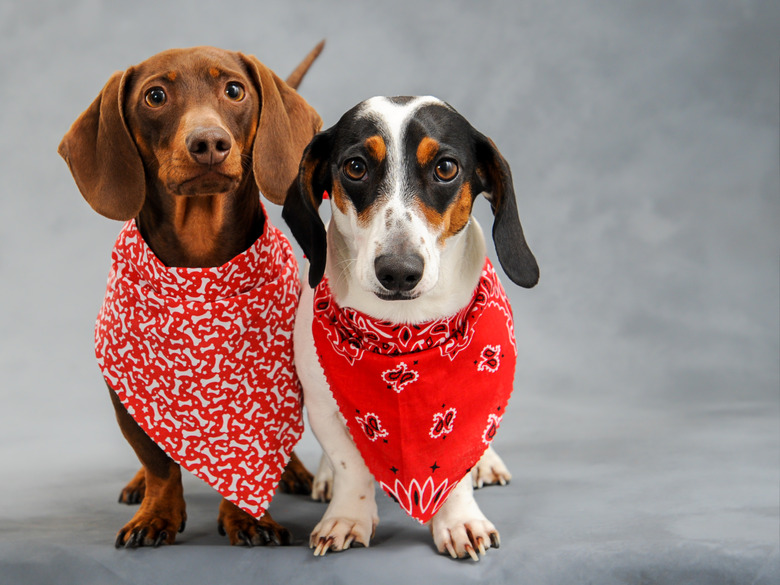 Bandana Band