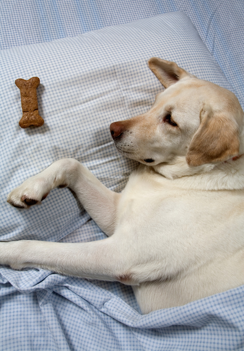 How To Train Your Dog To Sleep In Another Room Cuteness