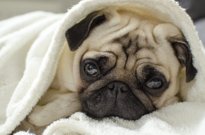 pug puppy lying under blanket