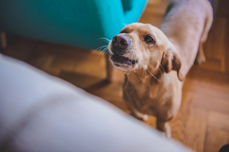 How To Train Your Dog To Stop Barking At The Door Cuteness