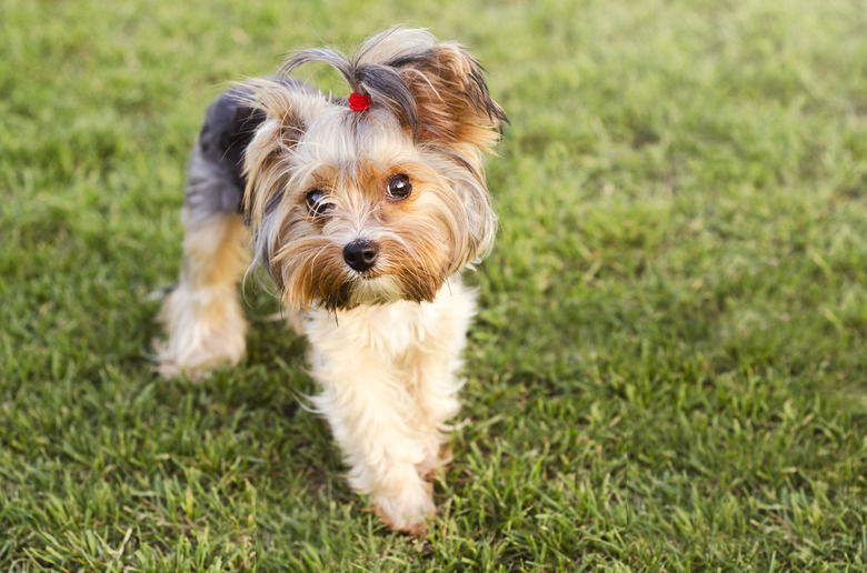 Cute Yorkshire terrier