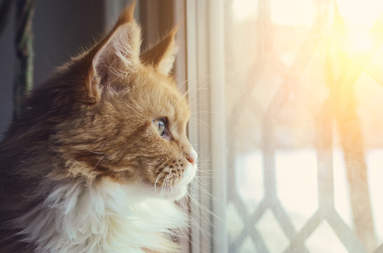 A beautiful red Maine Coon cat looks out the window.