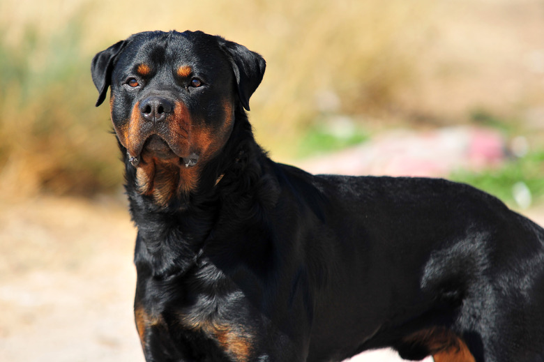 Rottweiler on guard