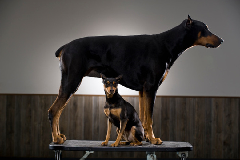 A Doberman pinscher