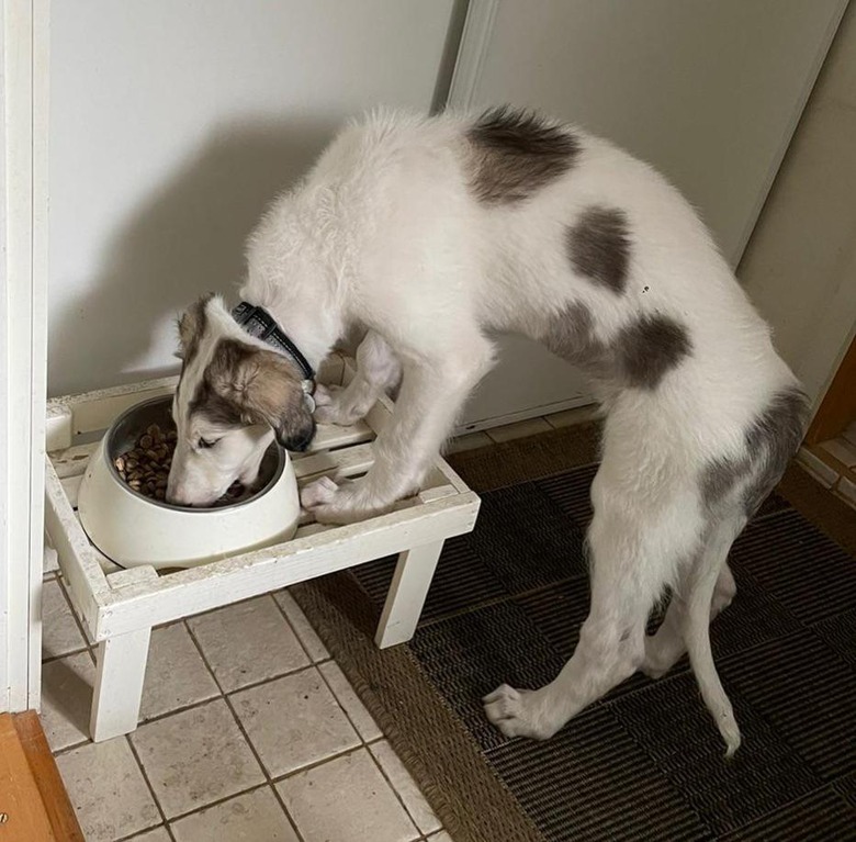 Long dog stands on platform and cranes neck to eat food