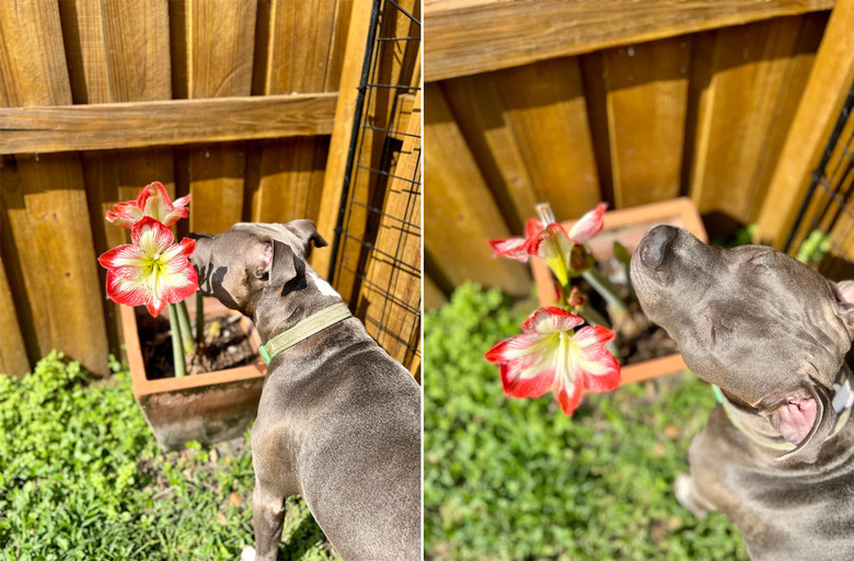 Pit bull dogs smells flowers