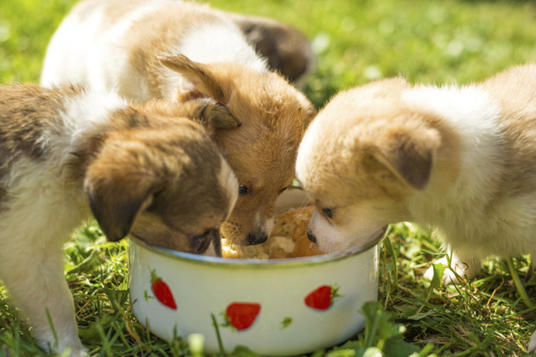 When do puppies eat solid fashion food