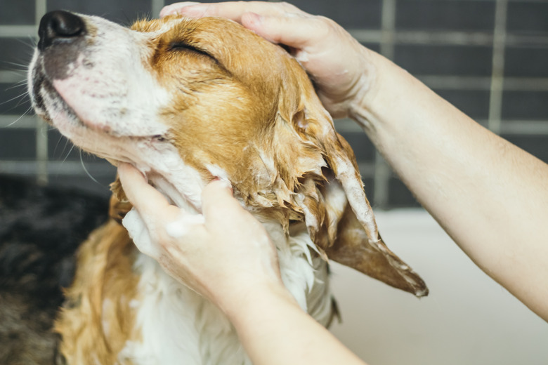 Young dog getting a bath at home