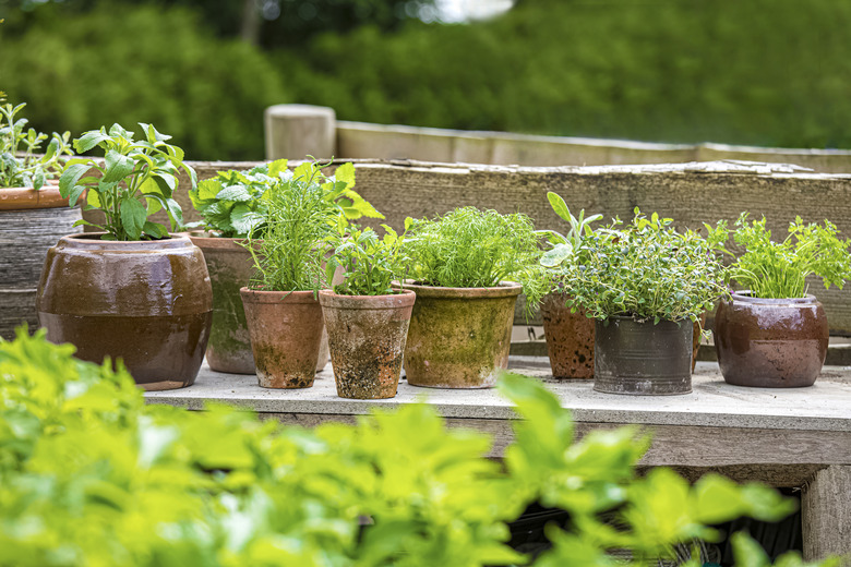 Home garden with herbs for personal use.