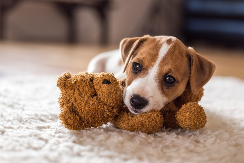 My dog humps a stuffed animal best sale