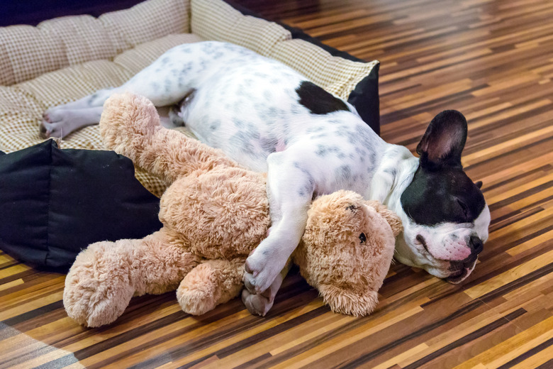 French bulldog sleeping with teddy bear