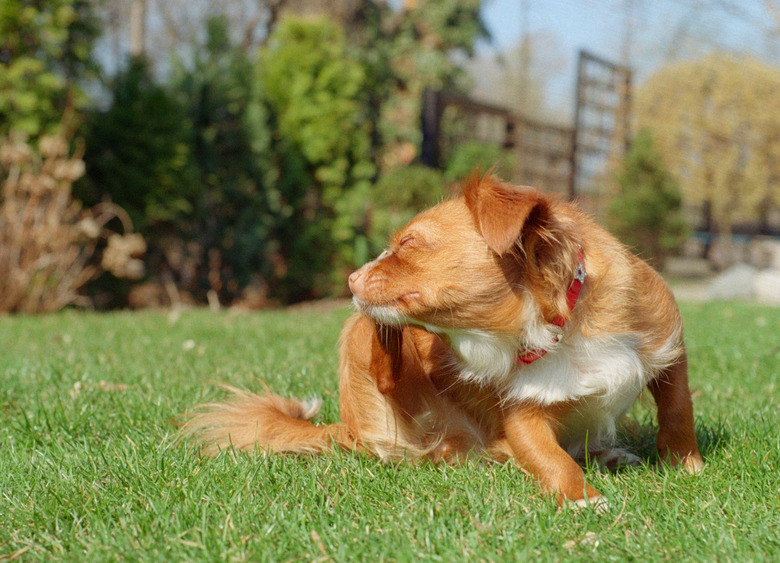 Small dog, chihuahua, itching and sitting on grass. Shot on film