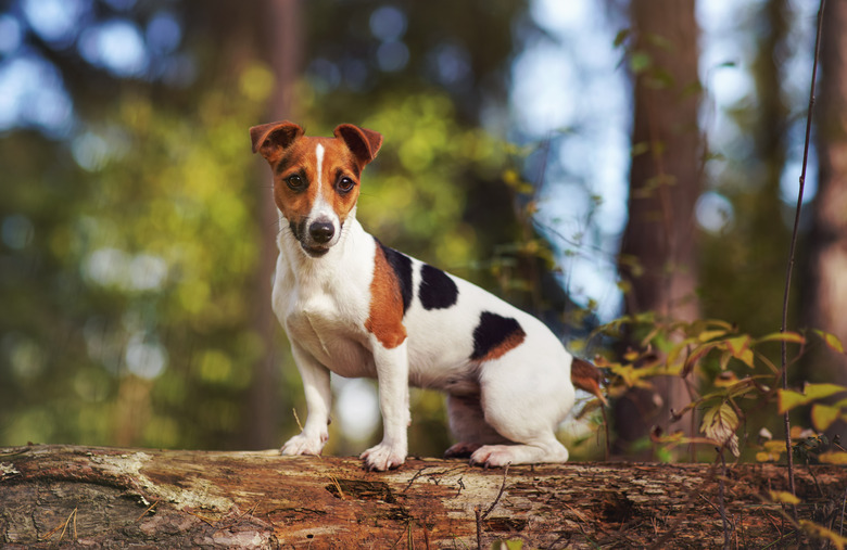 Small Jack Russell terrier dog in forest, standing on fallen tree, looking to side, closeup detail